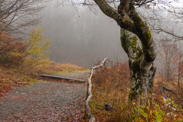 A forest path is bordered by a wooden railing. A large tree trunk stands to the right of the path,...