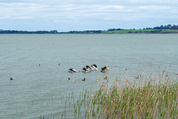 Pelicans group fishing in the lake against blue sky, Lake Colac, Victoria, Australia