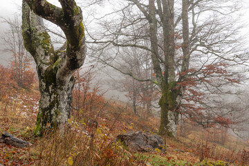 Fototapeta premium A forest path is bordered by a wooden railing. A large tree trunk stands left side, covered in moss. There's a lot of fog. A forest landscape in autumn. Autumn colors. Black forest, Germany.