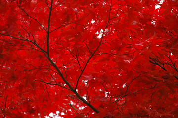 Trekking view in deep autumn forest during the autumn outing season - Maple trees with their autumn leaves seen through the light of a clear autumn day / 錦秋の行楽シーズン，秋山のトレッキング風景～秋晴れの透過光を透かして見る紅葉したもみじの木々