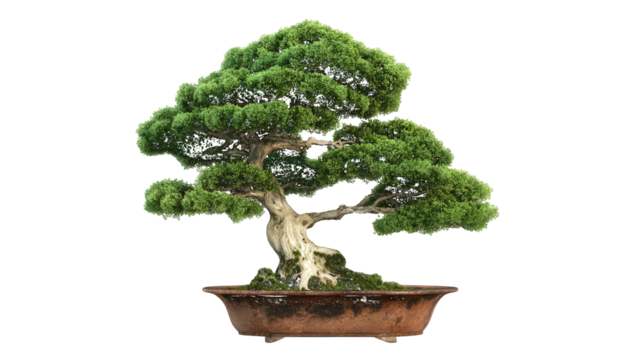 Ancient bonsai tree with gnarled trunk and lush green foliage isolated on a transparent background