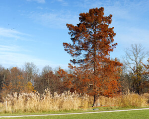 A tall bald cypress, Taxodium distichum glows in warm autumn tones on a small island in Prague Royal Game Reserve, surrounded by reeds and calm seasonal landscape.