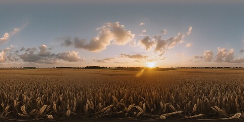 Among oats fields in summer evening sunset with beautiful clouds - Equirectangular 360 degree landscape