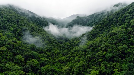 Lush green mountains shrouded in mist, creating a serene and mysterious natural landscape.
