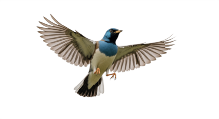 Small colorful bird in mid-flight isolated on white background, blue head, orange chest, green-olive wings, detailed feathers with wings fully spread, soft even lighting showcasing vibrant plumage and