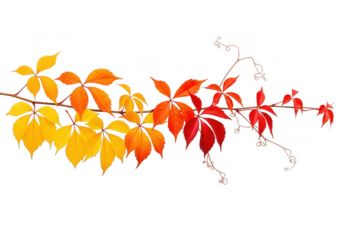 A branch of virginia creeper vine with leaves in vibrant shades of yellow, orange, and red, isolated on a transparent background