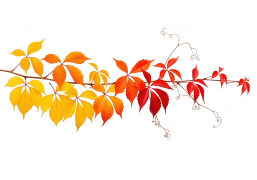 A branch of virginia creeper vine with leaves in vibrant shades of yellow, orange, and red, isolated on a transparent background