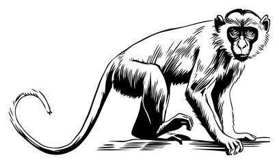 Hand drawn sketch of wild monkey with long tail walking on ground black and white vector animal illustration © Kaz