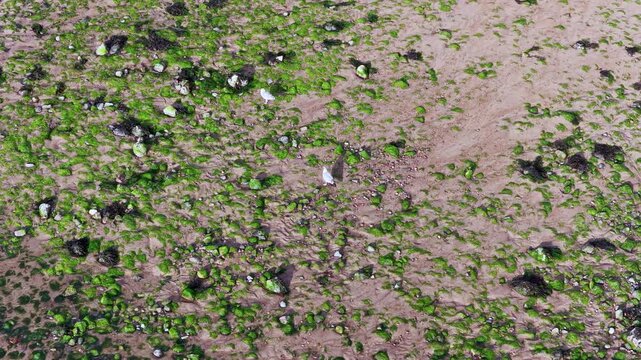 Seagull Takes Flight Over Mossy Scottish Beach From Above