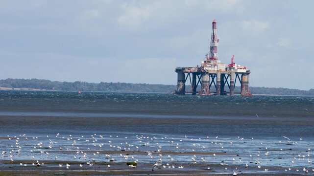 Offshore Oil Rig and Gulls on Cromarty Tidal Flats