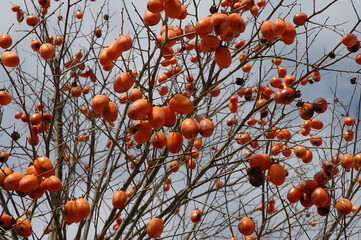 Ripe sweety persimmons growing in the garden of an old Japanese house / 日本の古民家の庭先で実った熟れた柿の実