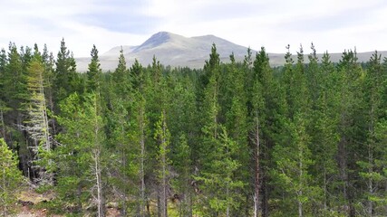 Aerial Reveal of Pine Forest and Highland Mountain in Scotland