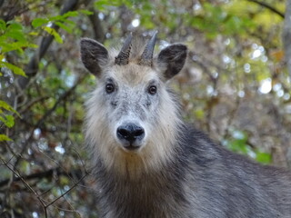 ニホンカモシカ