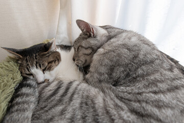 窓辺でくつろぐ二匹の猫　キジトラ・サバトラ猫	
