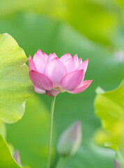 Obraz premium 美しい蓮の花