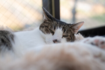 窓辺でくつろぐ猫　キジトラ白