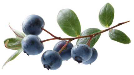 Fresh wet blueberries on a leafy branch showing vibrant green leaves and dark berries