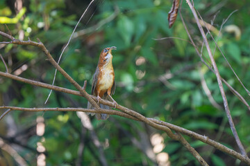 Rusty-cheeked Scimitar-babbler perching on a tree branch, displaying its warm brown plumage and distinctive curved bill in a lush forest setting.