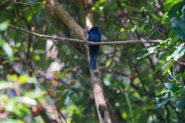 Lesser Racket-tailed Drongo perching on a tree branch, showcasing its glossy black plumage and distinctive elongated tail feathers in a natural forest setting.