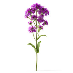 Obraz premium Blooming Verbena: A vibrant cluster of purple verbena blossoms, its delicate petals, along with verdant stem, creating an artistic display of natural beauty.