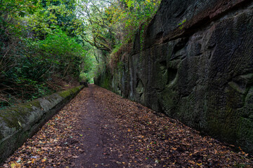 Leaf-strewn path running through a disused railway cutting with high stone walls, moss, ivy and overhanging autumn trees
