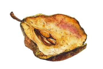 Modern dried pear slice illustration in edgy graffiti aesthetic isolated on transparent background