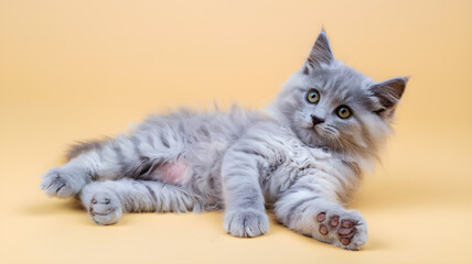 Obraz premium A cute fluffy grey kitten with green eyes is lying comfortably on a plain light orange background, looking directly at the camera in a studio setting