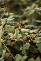 blackberry in nature food tasty good fruit