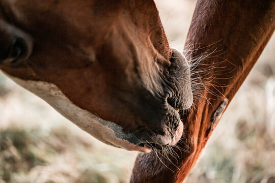 close up of a horse - Powered by Adobe