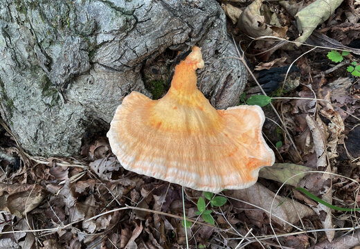 Laetiporus sulphureus mushroom growing on a tree trunk in a forest, showing its orange shelf-like form surrounded by dry leaves and natural woodland textures.