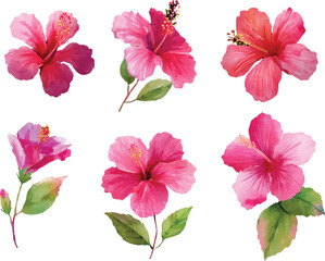 set of flowers isolated on white