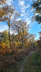Les magnifiques paysages forestiers de la forêt de Rambouillet à l'automne