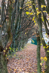 autumn tree alley with fallen leaves on ground