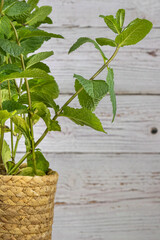 fresh mint leaves in woven basket