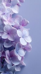 Soft pastel hydrangeas in shades of purple and blue against a clean minimalist background
