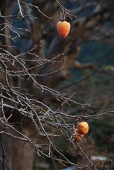 From late autumn to early winter, the persimmon tree has finished harvesting (the persimmons are left for wild birds to winter) / 晩秋から初冬へ，収穫を終えた柿の木(越冬する野鳥のために残された柿の実)