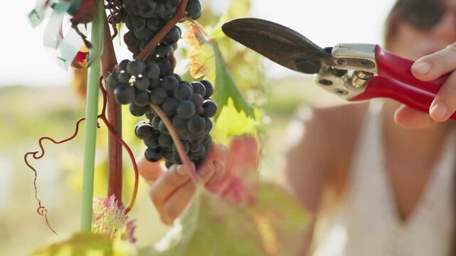 Harvesting grapes in a vineyard during autumn with hands-on techniques and passion
