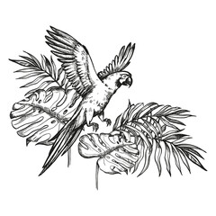hand drawn flying parrot cockatoo with open twigs in tropical forest palm leaves, vector illustration of wildlife exotic birds, ink monochrome engraving sketch of tropical rainforest, line art picture © TATIANA