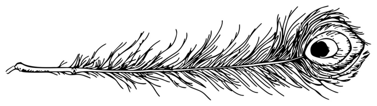 Detailed peacock feather hand drawn vintage engraving style sketch black and white vector