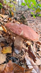 Un énorme bolet orangé (Leccinum Versipelle) poussant une forêt de châtaigniers (Vallée de Chevreuse)