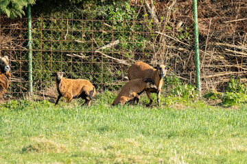 Domestic goats lounging in a quiet meadow, basking in sunlight against a rustic wire fence backdrop.