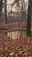 Les beaux paysages d'une forêt de la vallée de Chevreuse à l'automne à la tombée du jour