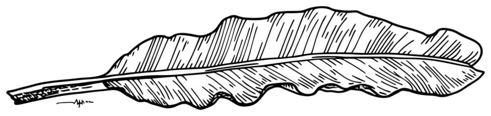 Hand drawn sketch of long banana leaf with detailed texture isolated on white background nature vector illustration