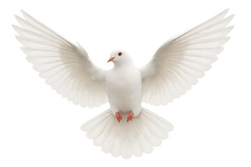 Obraz premium White dove flying with wings spread, symbolizing peace, hope, purity, and freedom, transparent background