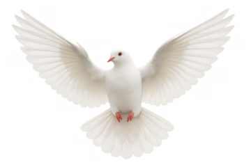 White dove flying with wings spread, symbolizing peace, hope, purity, and freedom, transparent background
