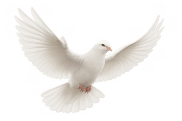 White dove flying with wings spread representing peace freedom hope and spiritual purity on transparent background