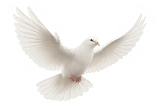 White dove flying with wings spread representing peace freedom hope and spiritual purity on transparent background