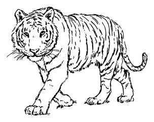 Walking tiger side view hand drawn wild big cat vector illustration