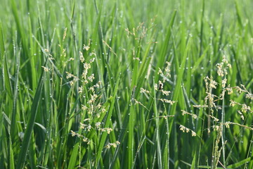 Leersia hexandra grass. It&nbsp;is a species of&nbsp;grass. Its common names&nbsp;southern cutgrass,&nbsp;clubhead cutgrass and&nbsp;swamp rice grass. It is also cultivated as a&nbsp;forage&nbsp;for&nbsp;livestock. Weeds in the Rice field.