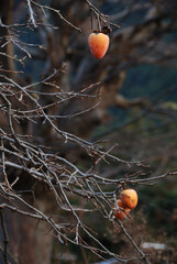 The persimmon tree has finished harvesting (the persimmons are left for wild birds to winter) ～ From late autumn to early winter / 晩秋から初冬へ，収穫を終えた柿の木(越冬する野鳥のために残された柿の実)